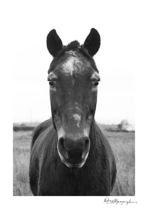 Traditional Santorini donkey